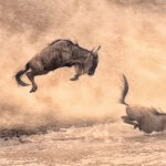 Exploring the Wonders of Tanzania