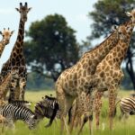 Discovering the Beauty of Uganda
