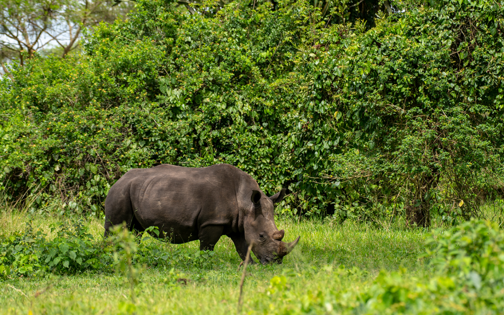 9 Day Uganda Primates and Wildlife safari gallery image