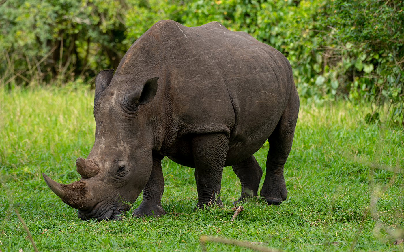 Transfer back to Entebbe airport via Ziwa rhino sanctuary and proceed for departure