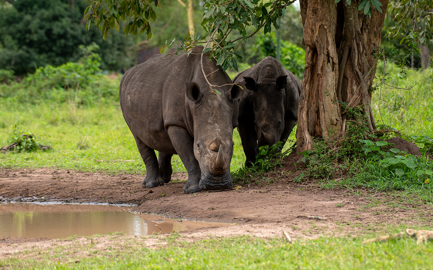 Transfer back to Entebbe airport via Ziwa rhino sanctuary and proceed for departure