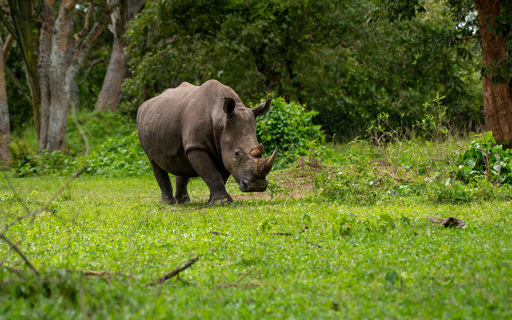 10 Day Best of Uganda Gorilla safari gallery image