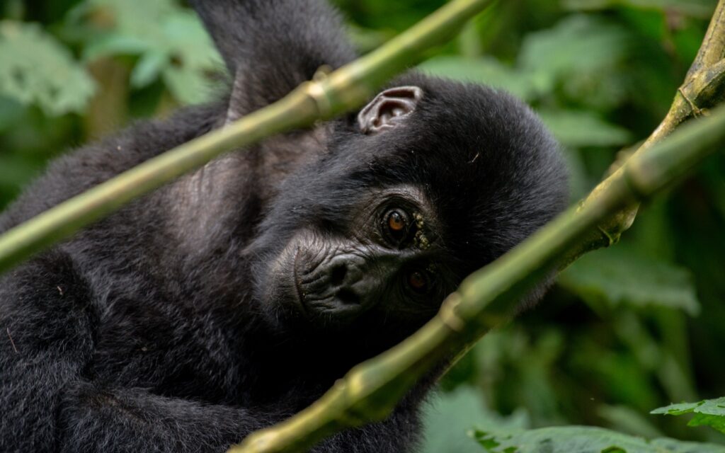 5 Day Uganda Gorilla Habituation and Chimpanzee trekking Tour gallery image