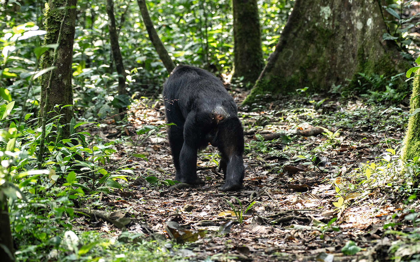 Chimpanzee Trekking in Kibale National Park