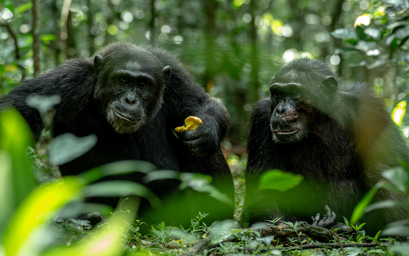 Chimpanzee Trekking in Kibale National Park