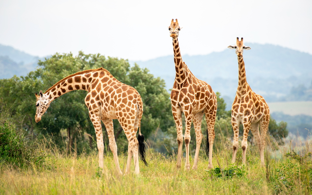 8 Day Uganda Gorilla Chimpanzee and Wildlife Safari gallery image