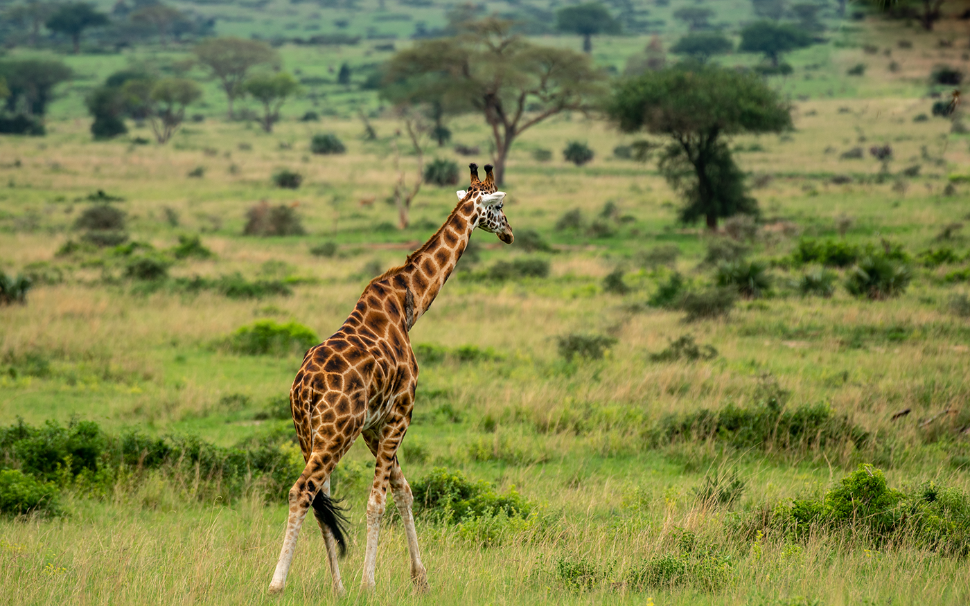 Morning game drive and afternoon boat cruise to the bottom of the falls