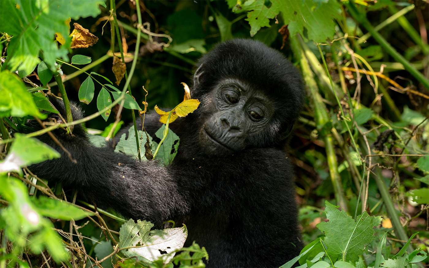 Pick-up from Entebbe/Kampala and transfer to Bwindi Impenetrable National Park