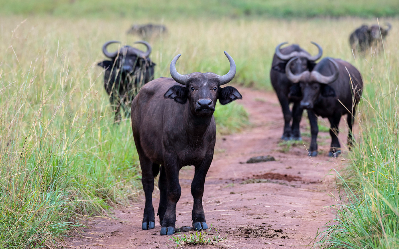 Transfer to Queen Elizabeth national Park for afternoon game drive