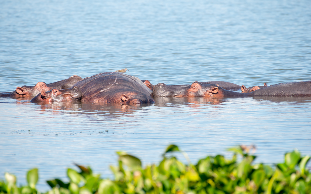 8 Day Uganda Gorilla Chimpanzee and Wildlife Safari gallery image