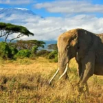A Safari Adventure in Kenya