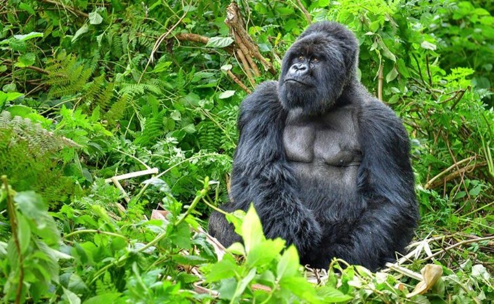 Rwanda